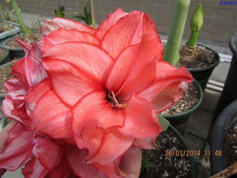 IMG_1021_nEO_IMG.jpg