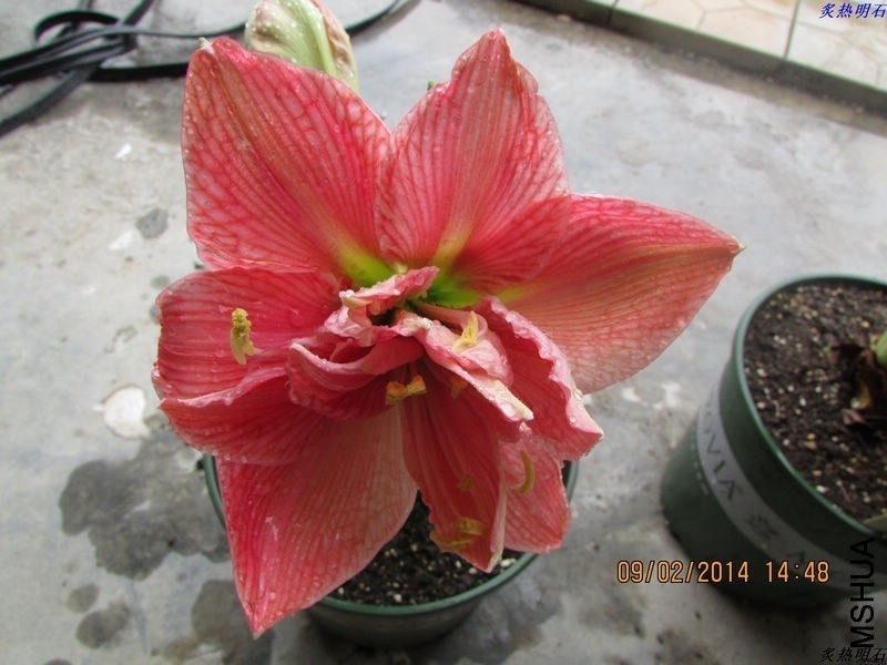 IMG_2218_nEO_IMG.jpg