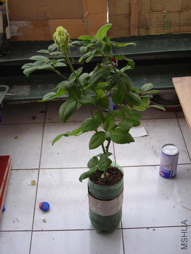 DSCN6137.jpg
