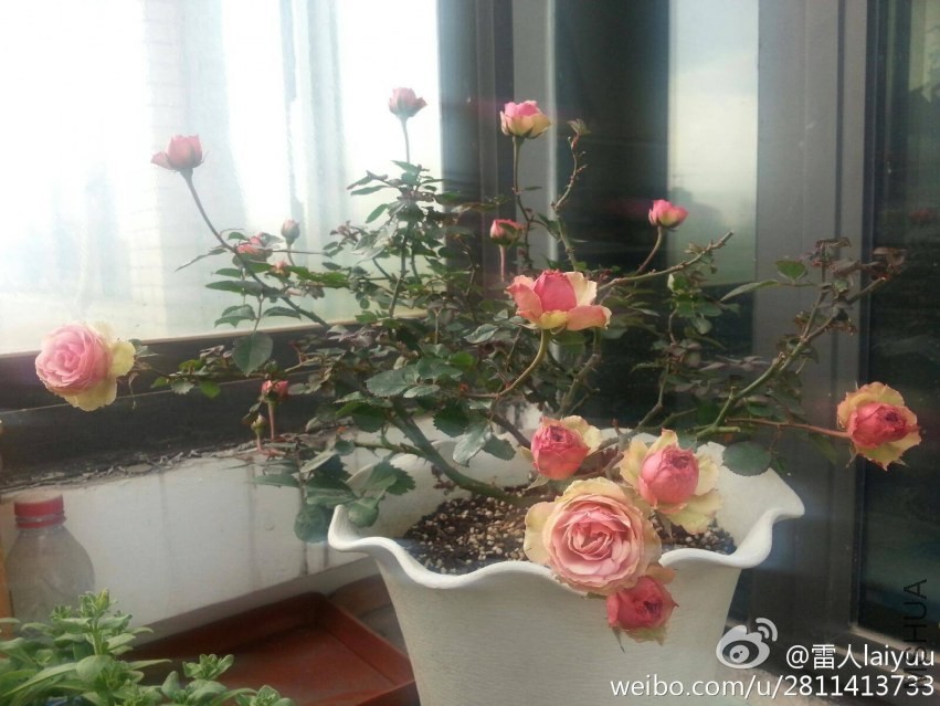 img-595eb95d436e313719e268a328aebe4b.jpg