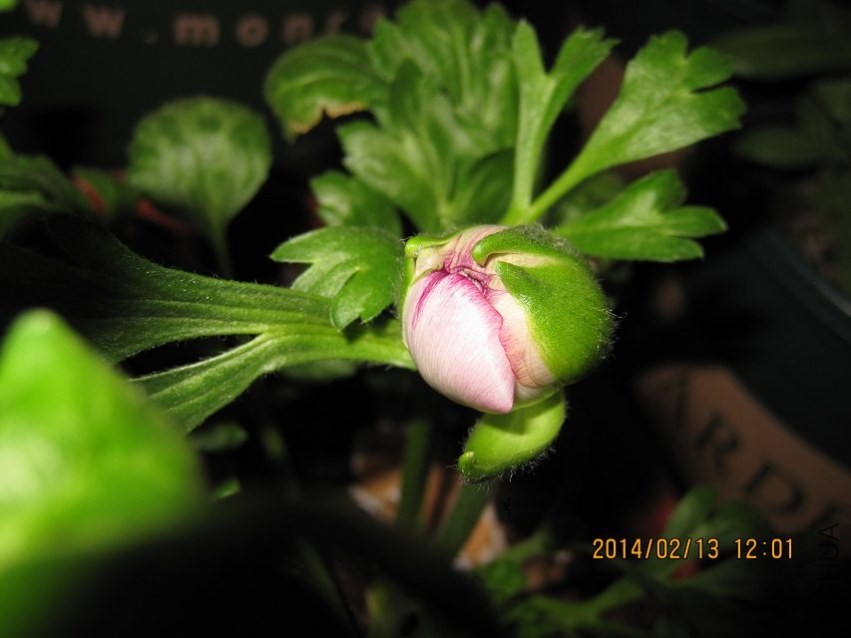 psb (1).jpg