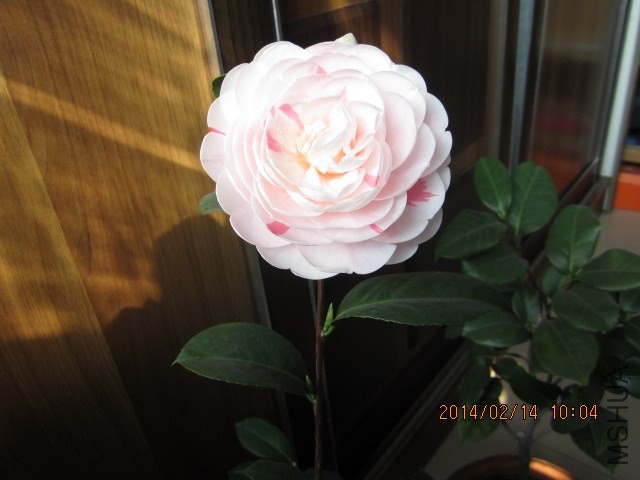 IMG_1582.JPG