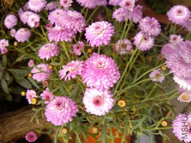 psb (3).jpg