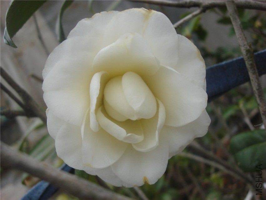 DSC00143.jpg
