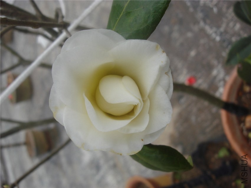DSC00144.jpg