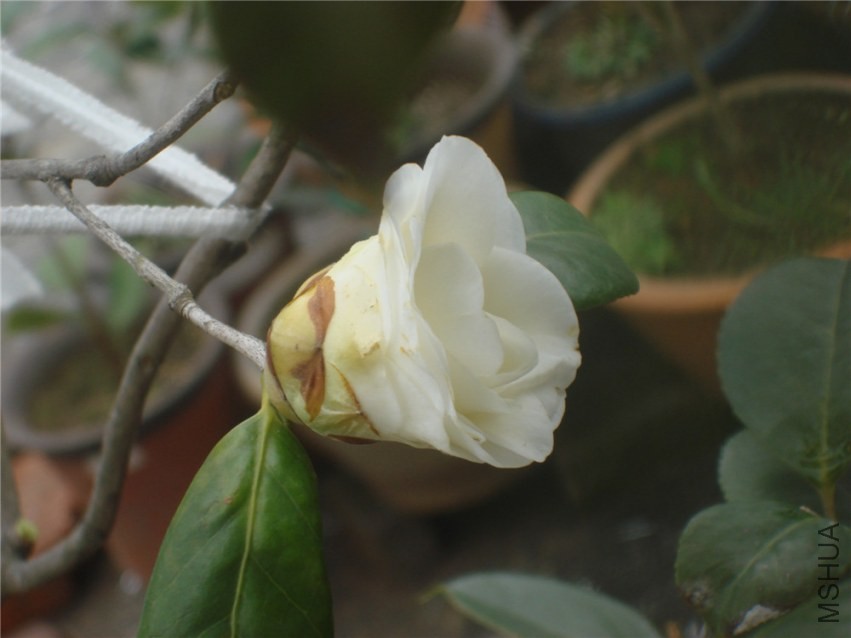 DSC00145.jpg