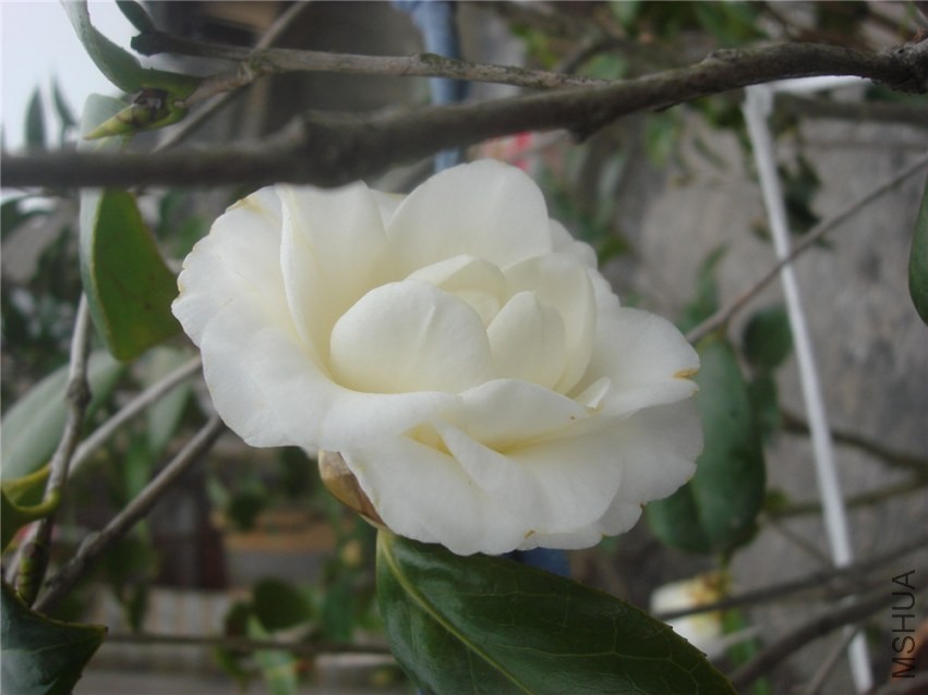 DSC00146.jpg