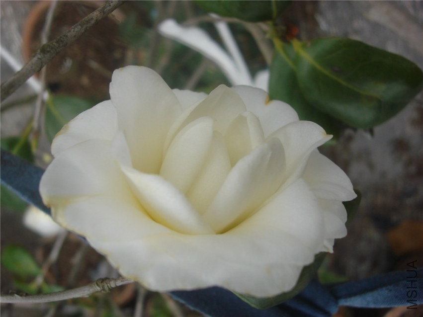 DSC00147.jpg
