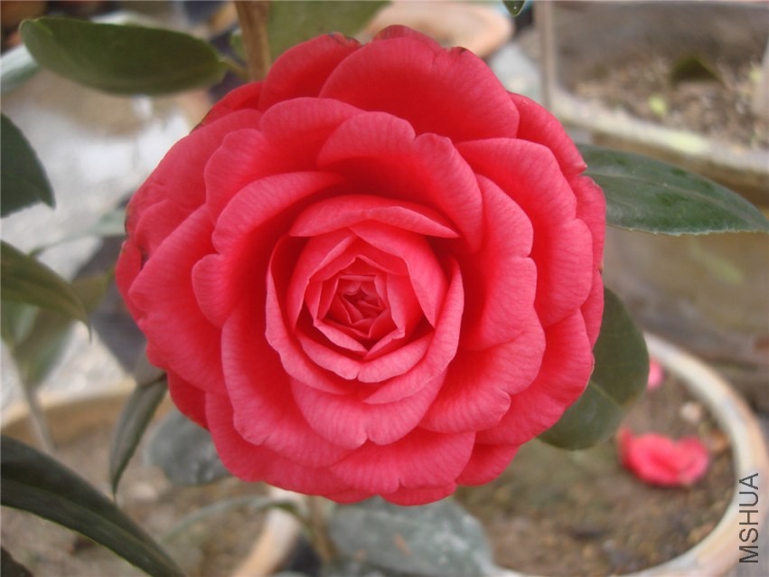 DSC00148.jpg