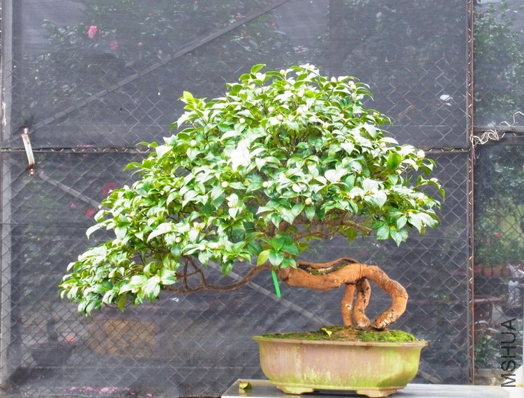 R0012505.jpg