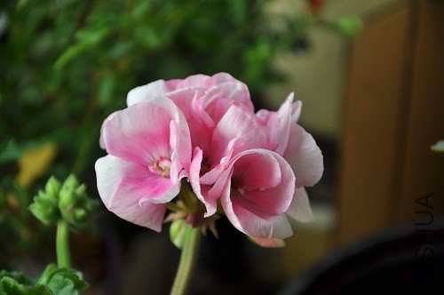 DSC_3498.jpg