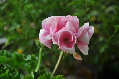 DSC_3503.jpg