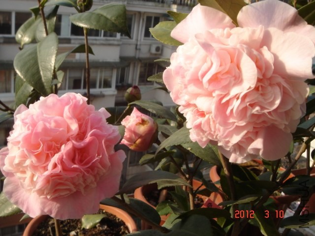 DSC06511.JPG