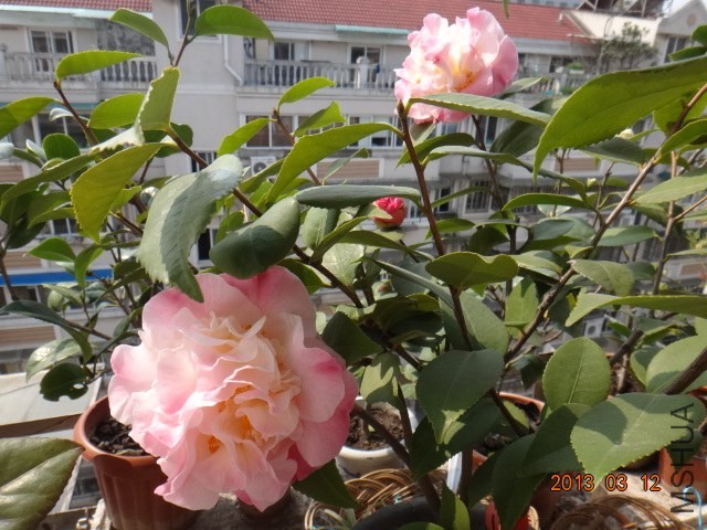 DSC01355.JPG