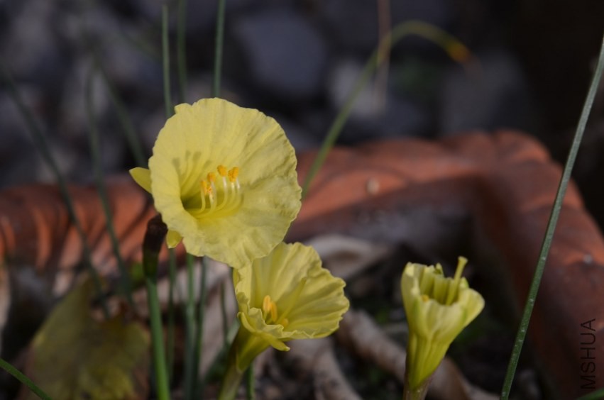Narcissus romieuxiiԭ��ˮ��20140204 001.JPG