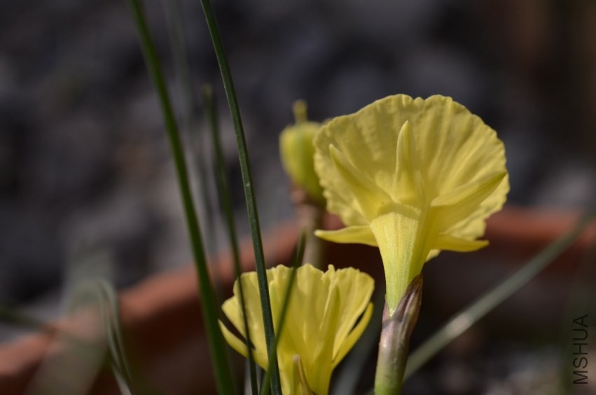 Narcissus romieuxiiԭ��ˮ��20140204 003.JPG