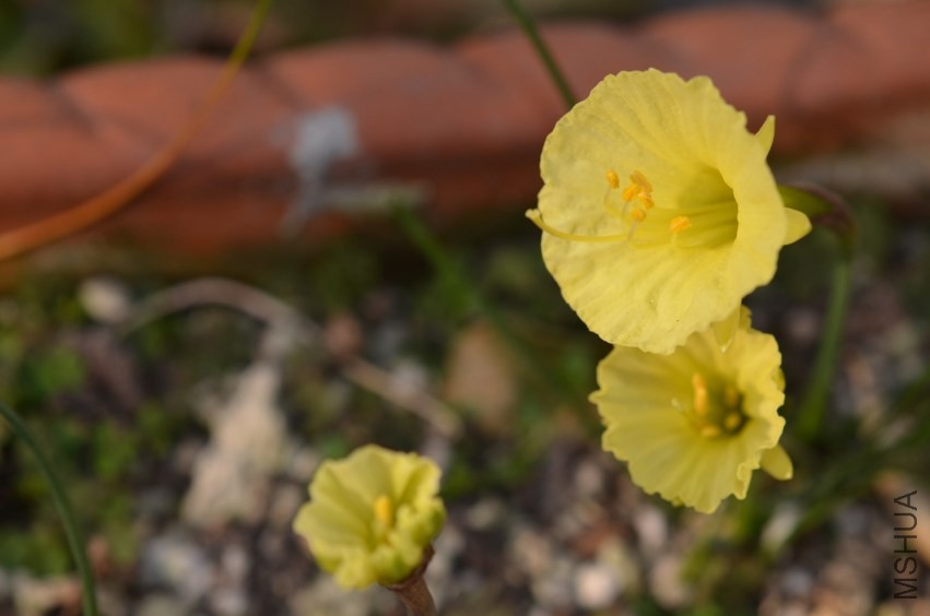 Narcissus romieuxiiԭ��ˮ��20140204 005.JPG