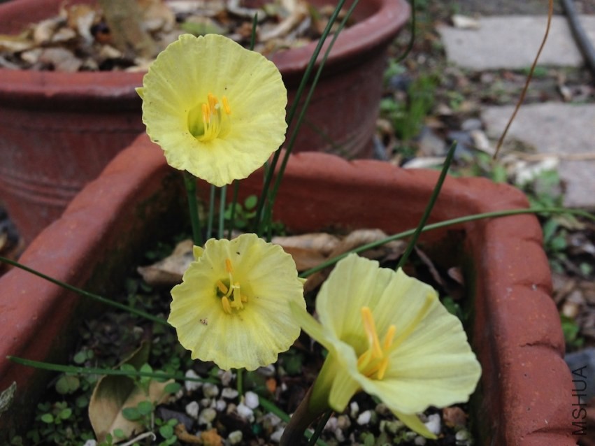 Narcissus romieuxiiԭ��ˮ��20140208 001.JPG