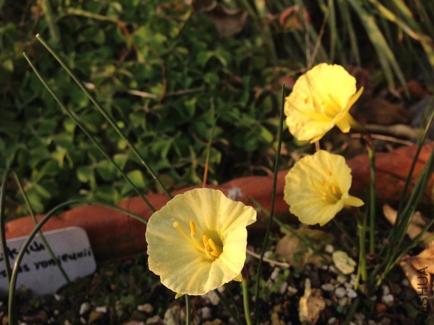 Narcissus romieuxiiԭ��ˮ��20140210 001.JPG
