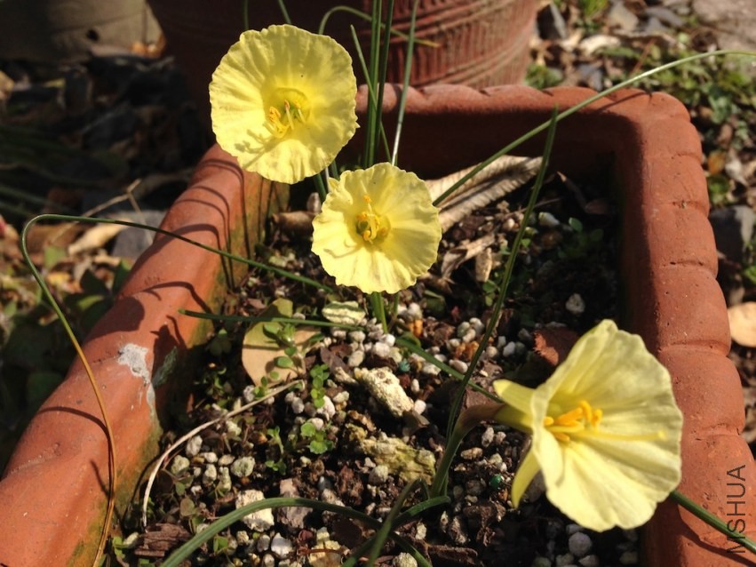 Narcissus romieuxiiԭ��ˮ��20140211 004.JPG