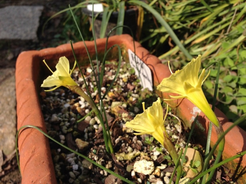 Narcissus romieuxiiԭ��ˮ��20140211 005.JPG