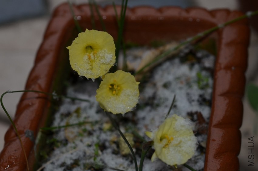 Narcissus romieuxiiԭ��ˮ��20140212 001.JPG