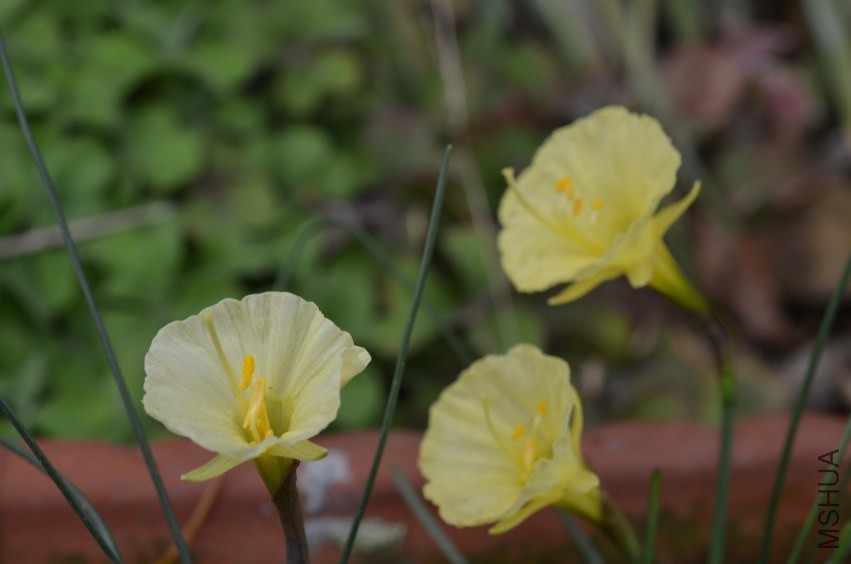 Narcissus romieuxiiԭ��ˮ��20140209 002.JPG