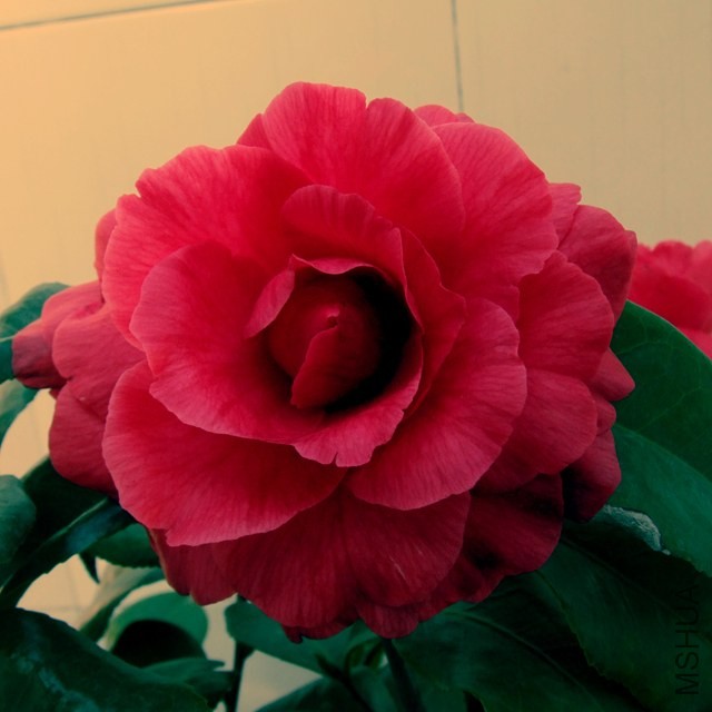 DSCF6082_����.jpg