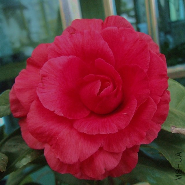 DSCF6024_����.jpg