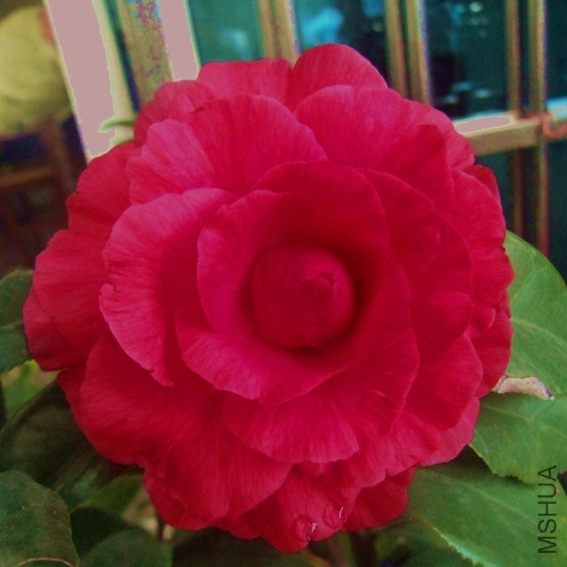 DSCF6035_����.jpg