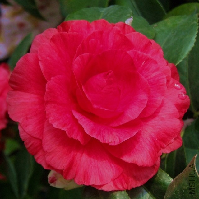 DSCF6049_����.jpg