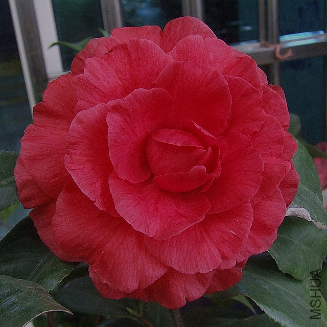 DSCF6060_����.jpg