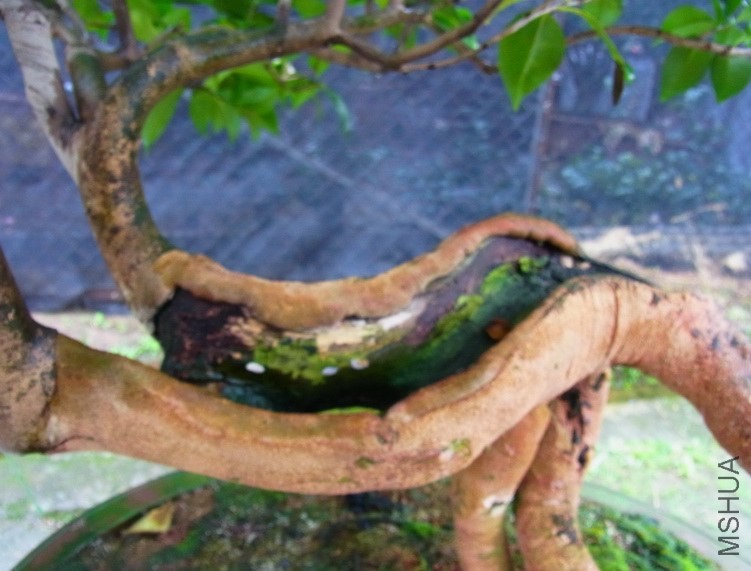 �@�θ�ԭ������õ�.���N�rδ����Ϸ���̫ꖕ���Ǭ��ֻ���ڿ�����