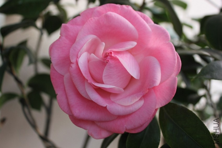 ţ���µ�ʯ1.jpg
