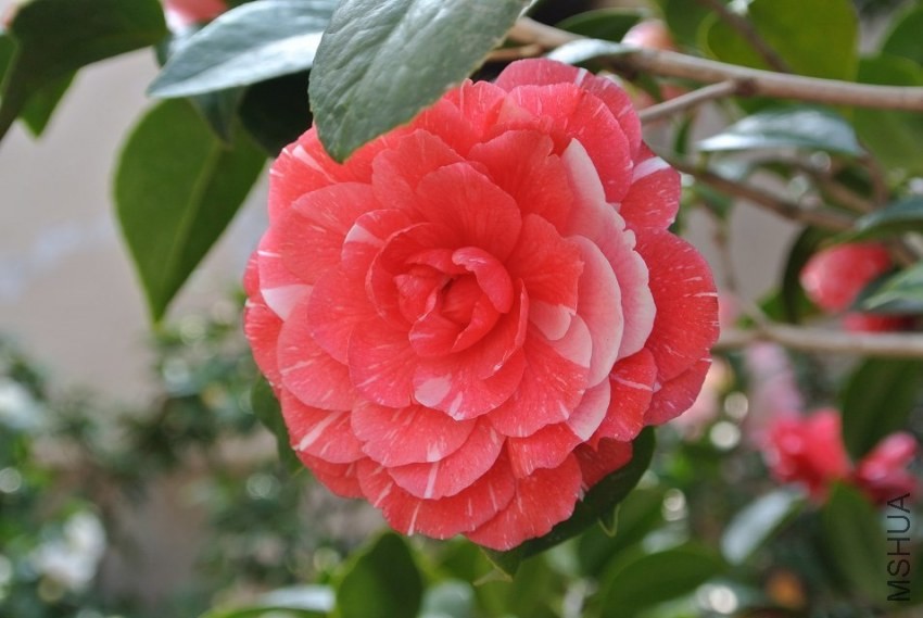 psb (29).jpg