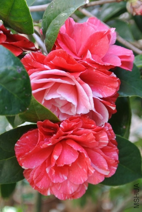 psb (30).jpg