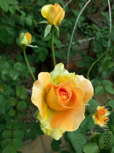20131112_122544.jpg