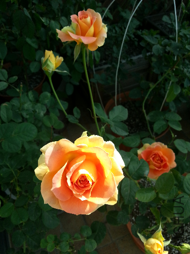 20131117_095642.jpg