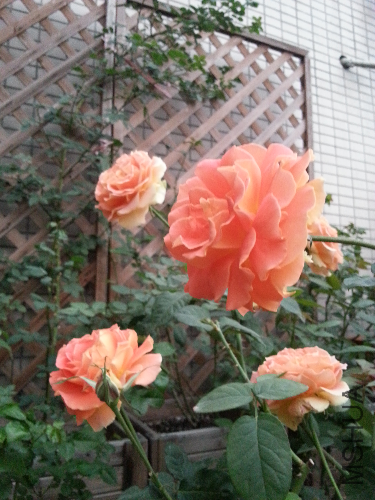 20131123_170131.jpg