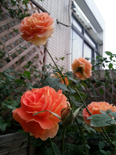 20131123_170059.jpg