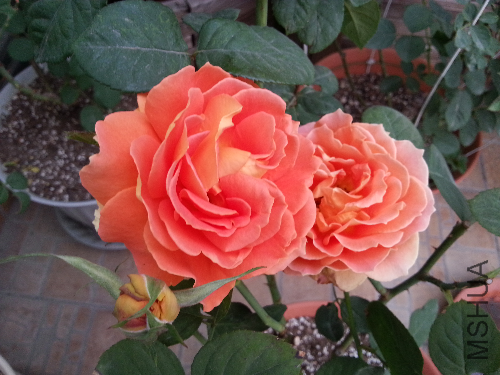 20131123_164131.jpg