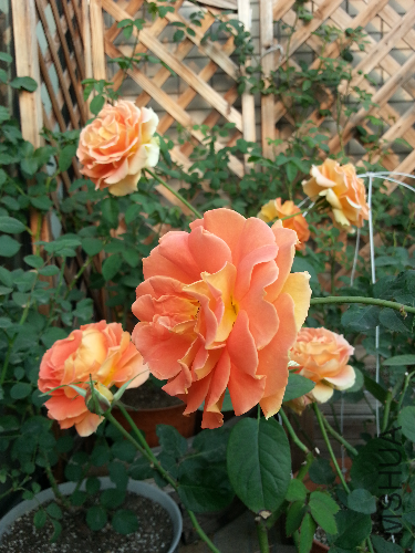20131123_160528.jpg