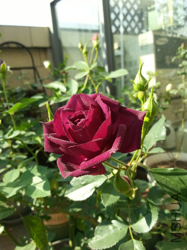 20131130_125845.jpg