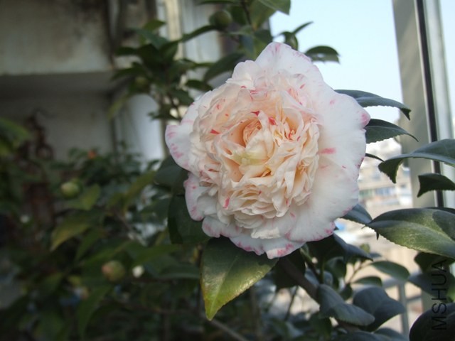 DSCF5835.JPG