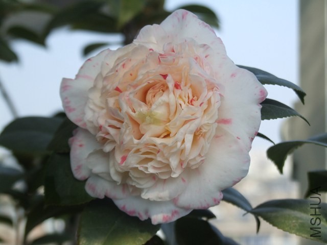 DSCF5833.JPG