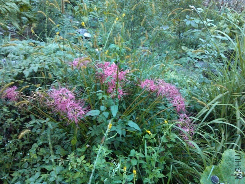 IMG_20130910_185831.jpg