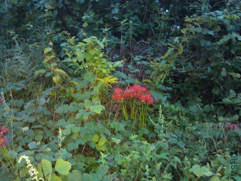 IMG_20130910_190741.jpg
