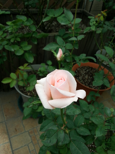 20131112_122533.jpg