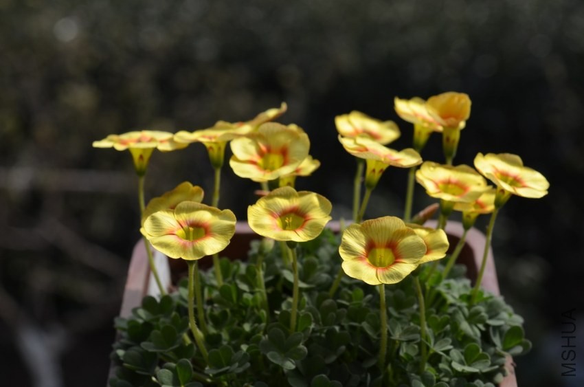 Oxalis obtusa Elizabeth 2014 0215 012.JPG