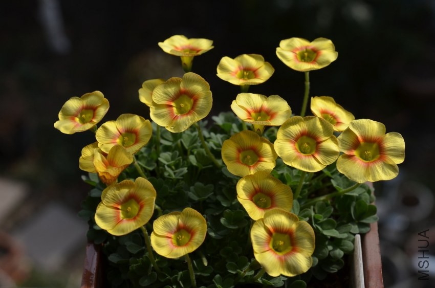 Oxalis obtusa Elizabeth 2014 0215 014.JPG